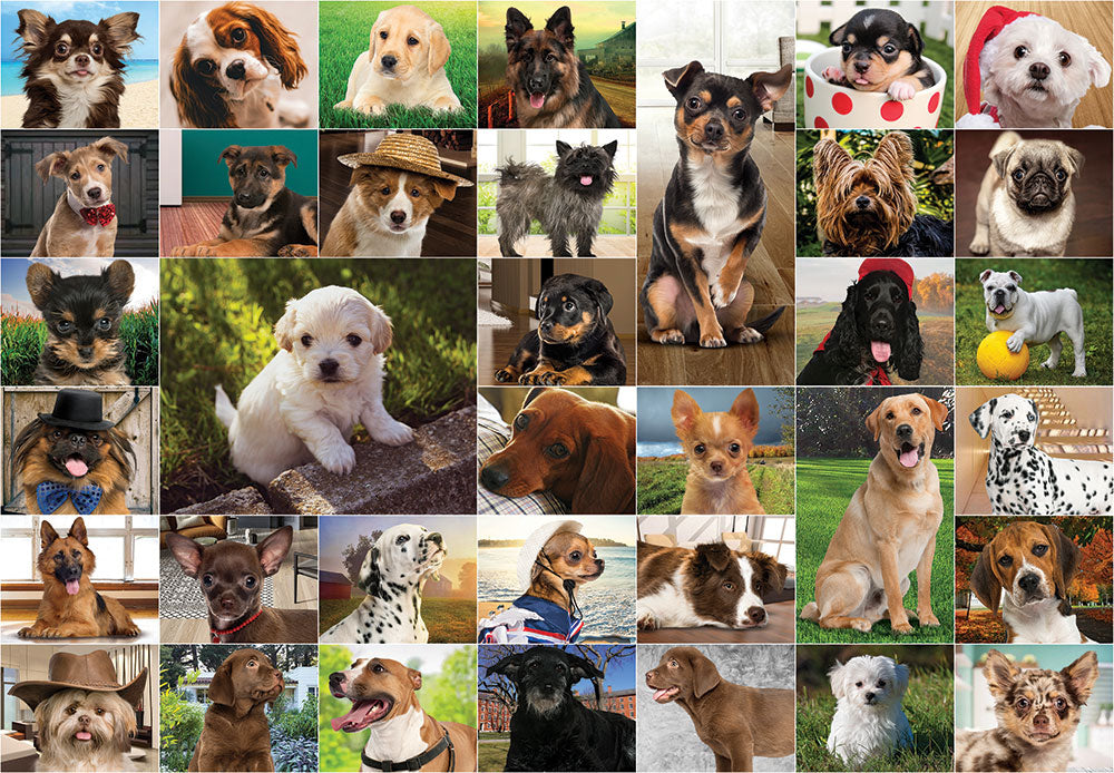 Funbox - Dogs, Dogs, Dogs 1000 Adult's Jigsaw Puzzle